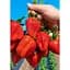 Саженец Agro-Market Клубника Эрос 5шт (средний срок созревания) (37306) - миниатюра 7