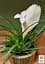 Саджанець Agro-Market Тіландсія Biancini (Tillandsia Cyanea) кімнатна 1 шт. в упаковці (179935) - мініатюра 4