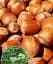 Саженец Agro-Market Фундук коричневый с оберткой красного цвета Танго (Tango) (премиальный вкусный сорт, перекрестное опыление, сажать по 2 шт.) 1 шт. в упаковке (49948) - миниатюра 1
