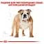 Сухий корм для дорослих собак породи Бульдог Royal Canin Bulldog Adult 12 кг (2590120) - мініатюра 3