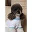 Футболка Pet Fashion Polo для собак М - миниатюра 5
