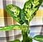 Саджанець Agro-Market Дифенбахія (Dieffenbachia) Compacta (50618) 1 шт. в упаковці (комнатный) - мініатюра 1