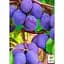 Саженец Agro-Market Слива Блэк Бьюти укоренена в контейнере (саженец 2 года) (101580) - миниатюра 4