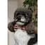 Аксессуар шейный Pet Fashion Ruta для собак XS-XS2 - миниатюра 5
