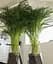 Саджанець Agro-Market Пальма Дипсис Dypsis lutescens 30-40 см 1 шт. в упаковці (182876) - мініатюра 1