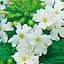 Вербена (Verbena hybrida) "Big White" (53402) - мініатюра 1