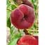 Саженец Agro-Market Инжирный персик Плейн Стар (инжирный, средне-поздний срок созревания) 1 шт. в упаковке (183836) - миниатюра 1