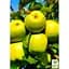 Саженец Agro-Market Яблоня Мутсу укоренена в контейнере (саженец 2 года) (99975) - миниатюра 2