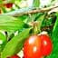 Саженец Agro-Market Кизил Коралловый розовый 1 шт. в упаковке (35872) - миниатюра 1