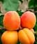 Саженец Agro-Market Абрикос Олимп (летний сорт, ранний срок созревания) 1 шт. в упаковке (35989) - миниатюра 1