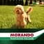 Сухий корм для собак малих порід Morando Tradizioni Mini Ideal Weight з яловичиною, горохом та буряком 13.5 кг (9 шт. х 1.5 кг) - мініатюра 6