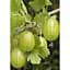 Саджанець Agro-Market LMTD Аґрус Hinnonmaki Green (сортовий, укорінений) висота 50-70см з Нідерландів 1 шт. в упаковці (184891) - мініатюра 1