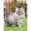 Cats - Фотопулос Джулианна - миниатюра 3