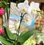 Саджанець Agro-Market Орхідея (Phalaenopsis) White (50226) 1 шт. в упаковці (кімнатний) - мініатюра 1