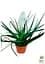 Саджанець Agro-Market Тіландсія Biancini (Tillandsia Cyanea) кімнатна 1 шт. в упаковці (179935) - мініатюра 2