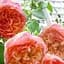 Троянда плетиста Agro-Market Papi Delbard саджанець класу АА+ вищий сорт 1 шт. в упаковці (181183) - мініатюра 1