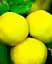 Саджанець Agro-Market Айва яблуневидна Кодрянка (осінній сорт, ранній термін дозрівання) (20945) 1 шт. в упаковці - мініатюра 2
