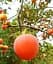 Саджанець Agro-Market Хурма Божий дар на віргінській морозостійкій підщепі 1 шт. в упаковці (42996) - мініатюра 1