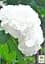 Саджанець Agro-Market LMTD Гортензія крупнолиста квітуча 3-х річна Snowball (35-40см) (62360) - мініатюра 3