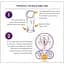 Жіночі презервативи (фемідоми) The Female Health Company FC2 Female Condom - мініатюра 5