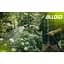 Шланг армований 3-х шаровий Alloid Building Tools Emerald Dragonfly 1/2" 50 м (WH-63306) - мініатюра 9