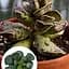 Адроміскус Agro-Market Купера (adromischus cooperi) (188954) 1 саджанець в упаковці (кімнатний) Нідерланди - мініатюра 1