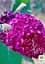 Саженец Agro-Market Буддлея Давида Nanho Purple (122960) - миниатюра 2