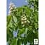 Саженец Agro-Market Каштан конский Aesculus (красиво цветущее дерево) (120914) - миниатюра 2