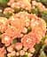 Саджанець Agro-Market Каланхое Блоссфельда Coral (Kalanchoe Blossfeldiana) (168110) 1 шт. в упаковці (кімнатний) - мініатюра 2