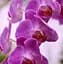 Саджанець Agro-Market Орхідея (Phalaenopsis) Lilac (50228) 1 шт. в упаковці (кімнатний) - мініатюра 1