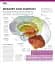 The Definitive Visual Guide: Complete Human Body - мініатюра 9