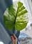 Штучне листя Engard Monstera Alba 73 см (TW-54) - мініатюра 6