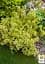 Саженец Agro-Market Бересклет Форчуна 2-х летний Emerald Gold (высота 20-40см) (114817) - миниатюра 4