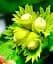 Саженец Agro-Market Фундук Трапезундский (средний срок созревания, перекрестное опыление, сажать по 2 шт.) 1 шт. в упаковке (24613) - миниатюра 1
