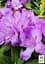 Саджанець Agro-Market Рододендрон катевбінський 2-х річний Grandiflorum С2 Висота 25-40см (153986) - мініатюра 2