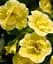 Саджанець Agro-Market Калібрахоа Neo Double Yellow (контейнер №10, высота 10-15 см) 1 шт. в упаковці (183588) - мініатюра 1
