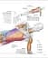 Science of Strength Training - мініатюра 11