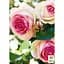 Троянда плетиста Agro-Market Eden Rose саджанець класу АА+ вищий сорт 1 шт. в упаковці (17394) - мініатюра 3