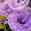 Эустома махровая "Mariachi Lavender" укоренена в контейнере Р9 (51991) 1 саженец - миниатюра 1