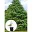 Саджанець Agro-Market Кедр Гімалайський (Cedrus Deodara) С2 висота 30-40 см 1 шт. в упаковці (112448) - мініатюра 2