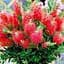 Саженец Agro-Market Каллистемон лимонный Splendens (52066) 1 шт. в упаковке - миниатюра 1