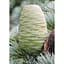 Саженец Agro-Market Кедр Атласский (Cedrus Аtlantica) (50699) - миниатюра 2