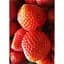 Саджанець Agro-Market Полуниця Бурбон 5шт (ремонтантний сорт) (44705) - мініатюра 3