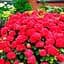 Саджанець Agro-Market Гортензія крупнолиста Red Angel (45338) - мініатюра 1