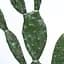 Штучна рослина Engard Cactus 75 cм (TW-41) - мініатюра 6