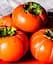 Саджанець Agro-Market Хурма на віргінській морозостійкій підщепі Божий дар вищий сорт! (42996) 1 шт. в упаковці - мініатюра 5