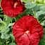 Гібіскус Agro-Market трав'янистий корневище бордовий 1 саджанець в упаковці (44211) - мініатюра 1