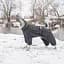Комбінезон Pet Fashion Cold для собак, розмір ML, сірий - мініатюра 10