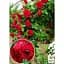 Саджанець Agro-Market Троянда плетиста Захід сонця (Sunset) (клас АА +) вищий сорт (15910) 1 шт. - мініатюра 2