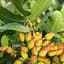 Саженец Agro-Market Фисташка Альбина (средний срок созревания) (25710) - миниатюра 1